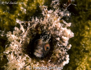 While doing a shore dive with Nina Baxa, she pointed out ... by Patricia Sinclair 